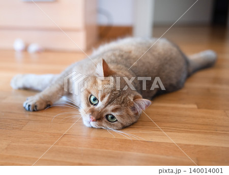 A beautiful Golden Scottish Straight cat with a surprised look lies impressively on the kitchen floor. Close-up. Soft focus. A beautiful Golden Scottish Straight cat with a surprised look lies impressively on the kitchen floor. Close-up. Soft focus. 140014001