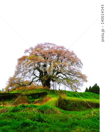 醍醐桜、鎌倉時代、隠岐の島に流された後醍醐天皇が賞賛したと伝えられる樹齢約千年の一本桜 140014343