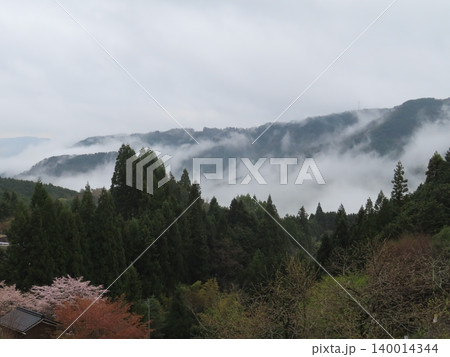 醍醐桜、鎌倉時代、隠岐の島に流された後醍醐天皇が賞賛したと伝えられる樹齢約千年の一本桜から見える雲海 140014344