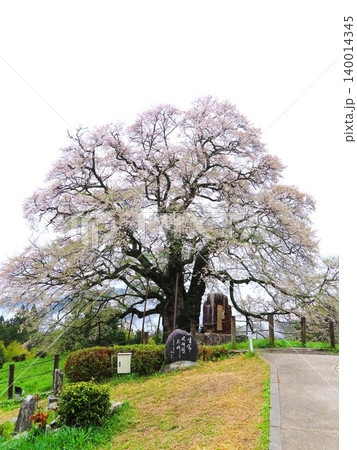 醍醐桜、鎌倉時代、隠岐の島に流された後醍醐天皇が賞賛したと伝えられる樹齢約千年の一本桜 140014345