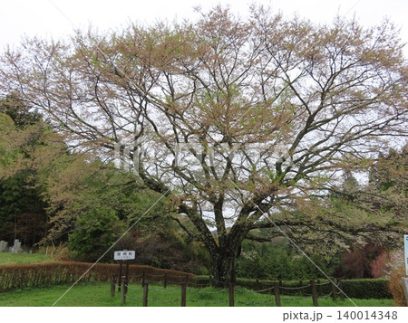 醍醐桜、鎌倉時代、隠岐の島に流された後醍醐天皇が賞賛したと伝えられる樹齢約千年の一本桜、二代目 140014348