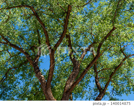 Gnarled branches of a giant elm tree with young green leaves against a blue sky. Gnarled branches of a giant elm tree with young green leaves against a blue sky. 140014875