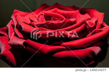 Low key macro photo of a romantic red rose with textured velvety petals. 140014877