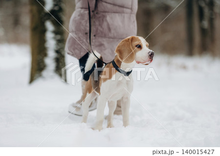 Beagle dog standing in fresh snow while owner in a long coat holds the leash, surrounded by trees in a winter landscape during a cold day outdoors Beagle dog standing in fresh snow while owner in a long coat holds the leash, surrounded by trees in a winter landscape during a cold day outdoors 140015427