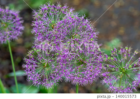 Purple Allium Flower Macro Close-Up Bloom In Garden With Radial Star-Shaped Petals And Green Pods 140015573