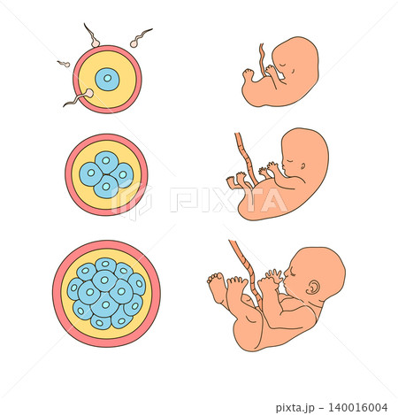 Human anatomy illustration. Pregnancy stages. Embryo development. Child in the womb. Process diagram of baby evolution. Medicine vector infographic in cartoon style. Close up view. Design concept 140016004