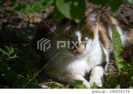 Calico cat resting peacefully in the shade of green leaves on a sunny day 140016179
