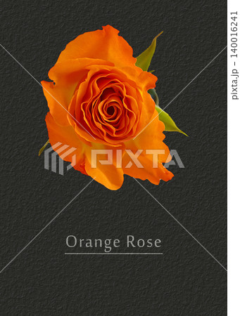 Rose orange 140016241