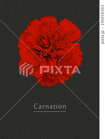 Red blossom of a carnation 140016303