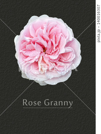 Rose Granny 140016307