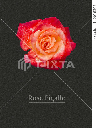 Rose Pigalle 140016308