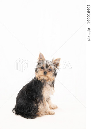 白バックとベッドに入ったヨークシャテリアの仔犬 140016401
