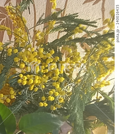 Vibrant close-up of golden mimosa flowers showcasing bright yellow blooms and delicate foliage. Perfect for floral arrangements, cards, and seasonal designs, adding warmth and cheer. Vibrant close-up of golden mimosa flowers showcasing bright yellow blooms and delicate foliage. Perfect for floral arrangements, cards, and seasonal designs, adding warmth and cheer. 140016435