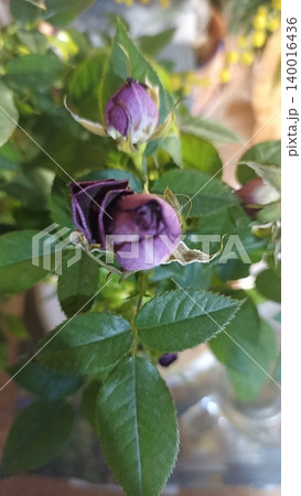 A close-up of a wilted purple rose bud, its delicate petals fading. Surrounded by green leaves, this image captures themes of beauty, time, and change, perfect for creative projects. A close-up of a wilted purple rose bud, its delicate petals fading. Surrounded by green leaves, this image captures themes of beauty, time, and change, perfect for creative projects. 140016436