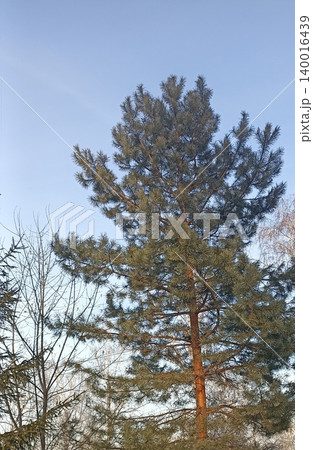 A tall pine tree stands against a clear blue sky, showcasing nature s beauty. Perfect for nature-themed projects, outdoor ads, or serene backgrounds. Ideal for commercial use. A tall pine tree stands against a clear blue sky, showcasing nature s beauty. Perfect for nature-themed projects, outdoor ads, or serene backgrounds. Ideal for commercial use. 140016439