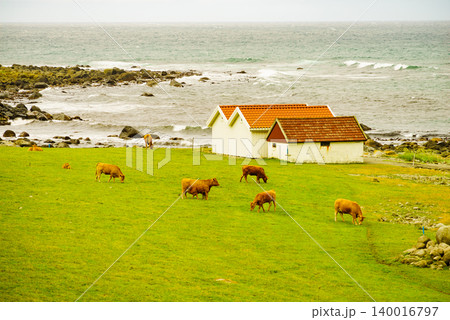 Cows on pasture. Coast landscape, south Norway Cows on pasture. Coast landscape, south Norway 140016797