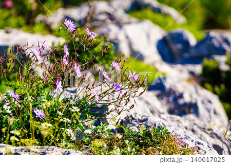 Purple flowers growing on rock cliff. Nature in Verdon Gorge in France. 140017025