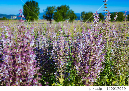 Field of blooming wild sage purple flowers. Field of blooming wild sage purple flowers. 140017029