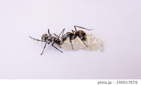 Group of black ants carrying sugar food close up macro shot, teamwork concept of ants working together isolated on white background Group of black ants carrying sugar food close up macro shot, teamwork concept of ants working together isolated on white background 140017678