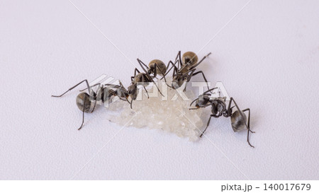 Group of black ants carrying sugar food close up macro shot, teamwork concept of ants working together isolated on white background 140017679