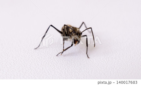 Group of black ants carrying sugar food close up macro shot, teamwork concept of ants working together isolated on white background 140017683