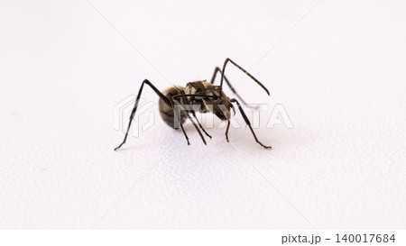 Group of black ants carrying sugar food close up macro shot, teamwork concept of ants working together isolated on white background 140017684