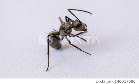 Group of black ants carrying sugar food close up macro shot, teamwork concept of ants working together isolated on white background 140017686