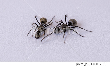 Group of black ants carrying sugar food close up macro shot, teamwork concept of ants working together isolated on white background 140017689
