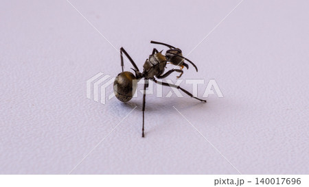 Group of black ants carrying sugar food close up macro shot, teamwork concept of ants working together isolated on white background 140017696