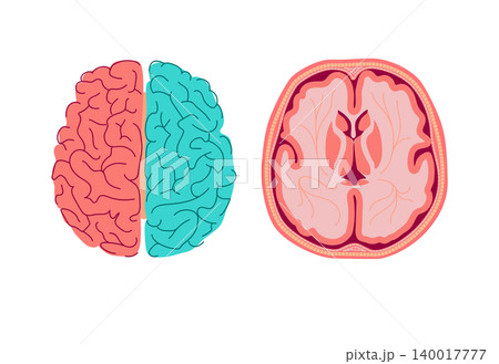 Anatomy of human brain. Medical diagram of the structure of the inside cross-section of the brain. Vector infographic concept isolated on white background 140017777