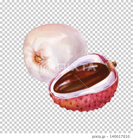 Watercolor lychee fruit composition. Isolated tropical litchi slice illustration. For organic food packaging, juice branding, and healthy dessert menus. Watercolor lychee fruit composition. Isolated tropical litchi slice illustration. For organic food packaging, juice branding, and healthy dessert menus. 140017810