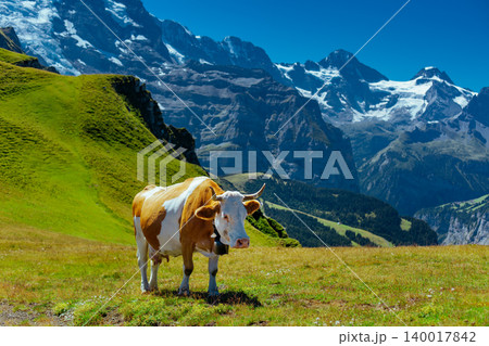 Cow on high mountain meadow in Swiss Alps Cow on high mountain meadow in Swiss Alps 140017842