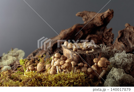 Fresh shimeji mushrooms in forest. 140017879