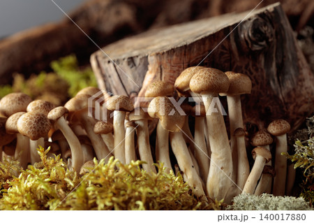 Fresh shimeji mushrooms in forest. 140017880