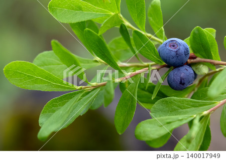 Ripe blue berries of Dwarf bilberry on a branch with leaves. 140017949