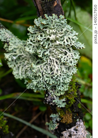 Hypogymnia Physodes Lichen Clinging to Forest Branch Hypogymnia Physodes Lichen Clinging to Forest Branch 140017950