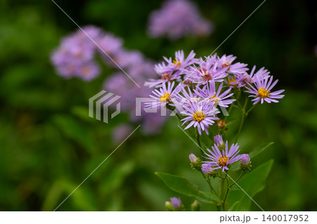 Purple flowers of wild asters in lush green foliage. Purple flowers of wild asters in lush green foliage. 140017952