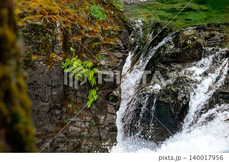 River in the rainforest and waterfall cascades among trees and ferns. River in the rainforest and waterfall cascades among trees and ferns. 140017956