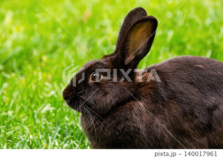 Black bunny is resting on the green grass in the public park. Black bunny is resting on the green grass in the public park. 140017961