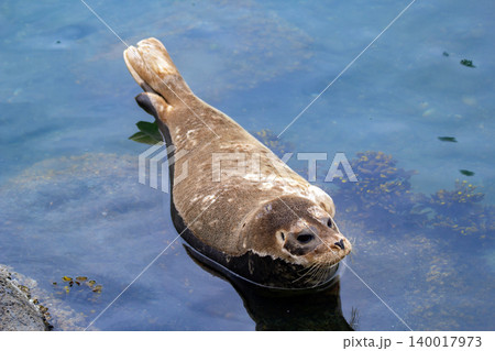 Fluffy brown baby seal is laying on the rock in the sea. Fluffy brown baby seal is laying on the rock in the sea. 140017973