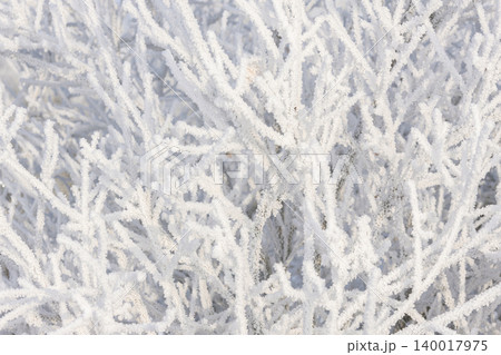 Snowy frozen white branches of the bush in the winter park. 140017975