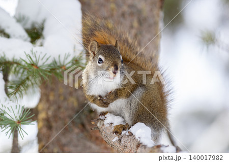 Red squirrel sits on the spruce tree in winter woodland. Red squirrel sits on the spruce tree in winter woodland. 140017982
