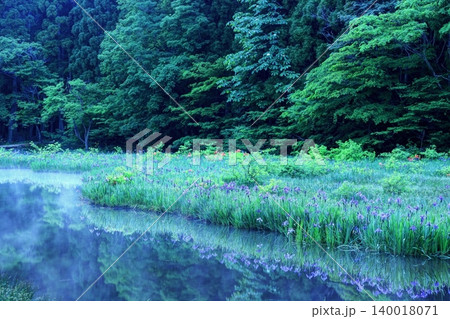 平池のカキツバタ群生地 140018071