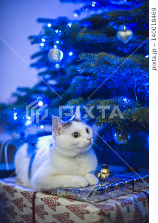 christmas white cat in patches under a blue christmas tree between gifts christmas white cat in patches under a blue christmas tree between gifts 140018469