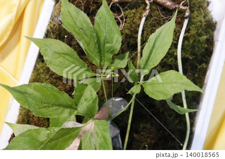 Green Leafy Plant in Mossy Container 140018565