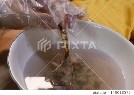 Gloved Hand Holding Root Vegetable Over Water Bowl Gloved Hand Holding Root Vegetable Over Water Bowl 140018575