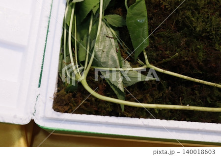 Fresh Green Plants in Container with Moss Fresh Green Plants in Container with Moss 140018603
