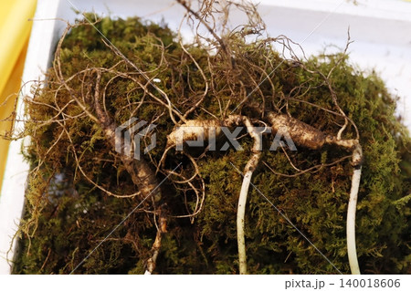 Ginseng Roots with Moss Close-up 140018606