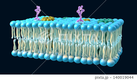Membrane section of fluid lipid layers and subtle molecular detail - 3d illustration Membrane section of fluid lipid layers and subtle molecular detail - 3d illustration 140019044