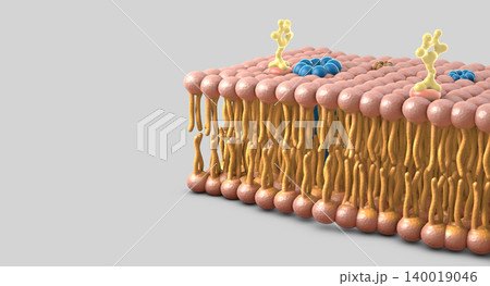 Membrane section of fluid lipid layers and subtle molecular detail - 3d illustration 140019046